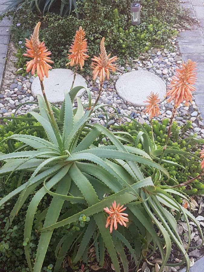 Aloe @ The Sea Apartment Mossel Bay Exterior foto